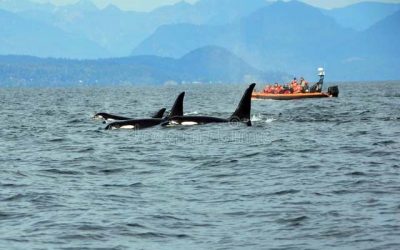 CANADA MOVES TO LIMIT UNDERWATER NOISE