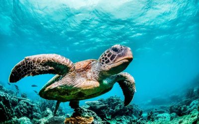 STUDY INVESTIGATES ENVIRONMENTAL RISKS OF AMMONIA FUEL