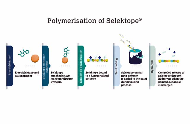 Polymerisation of Selektope