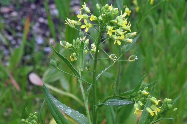 shell-camelina Camelina plant (Wikimedia)