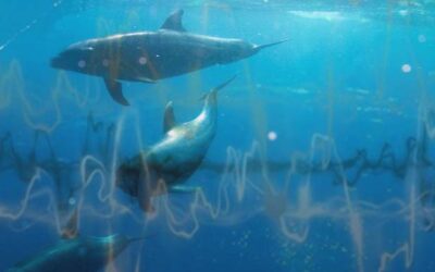 IMO ACTS TO CUT UNDERWATER NOISE POLLUTION