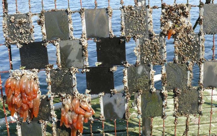 CHALMERS UNIVERSITY INVESTIGATES ANTI-FOULING COATINGS